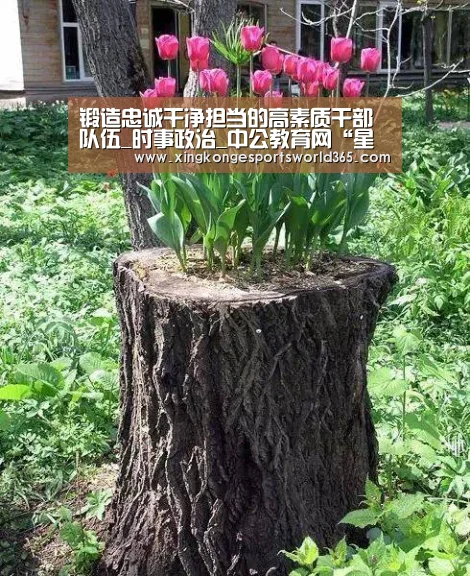 星空竞猜